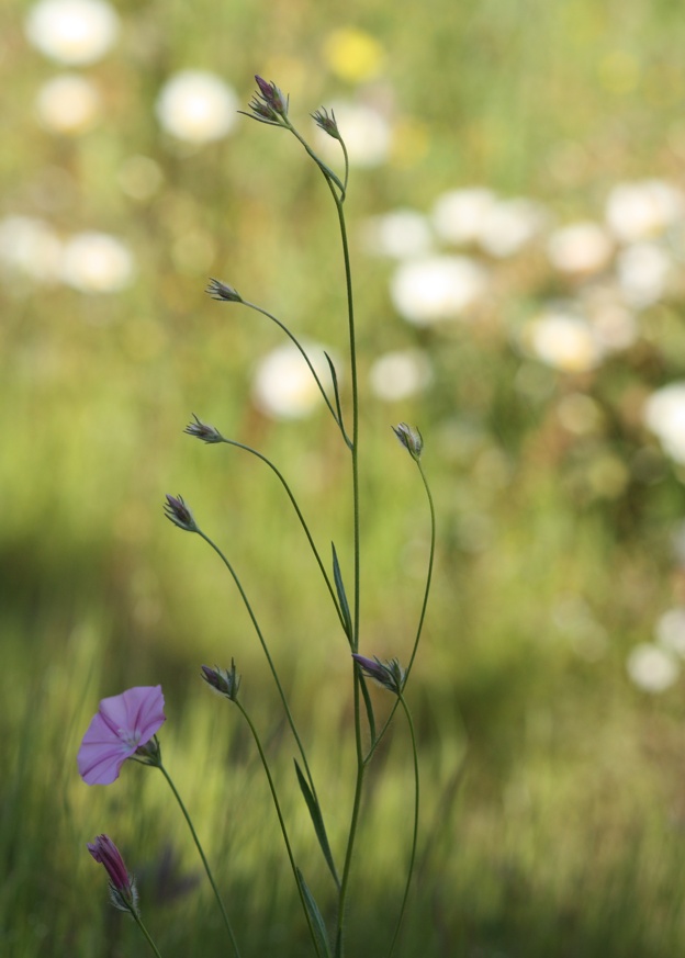 Convolvulus cantabrica